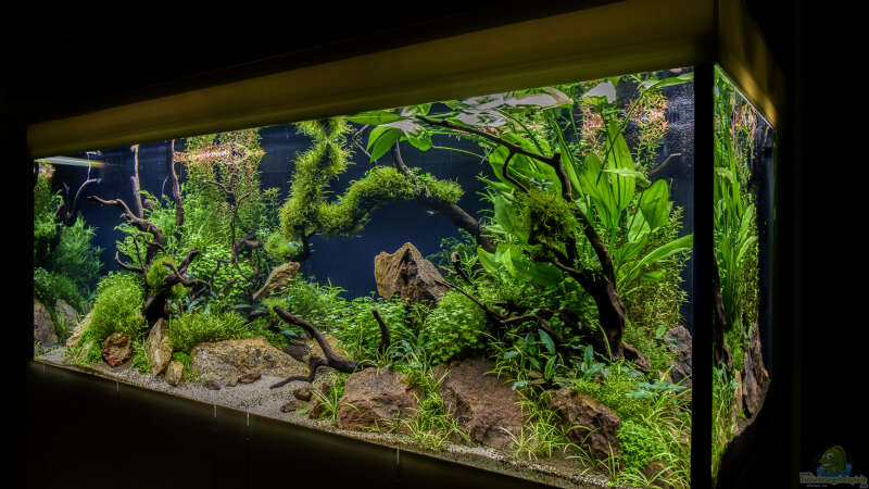 Aquarium Green Forest von JARB (6)