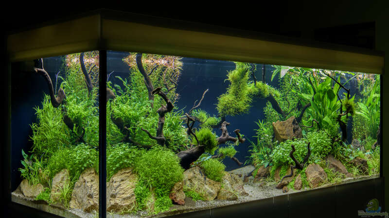 Aquarium Green Forest von JARB (7)