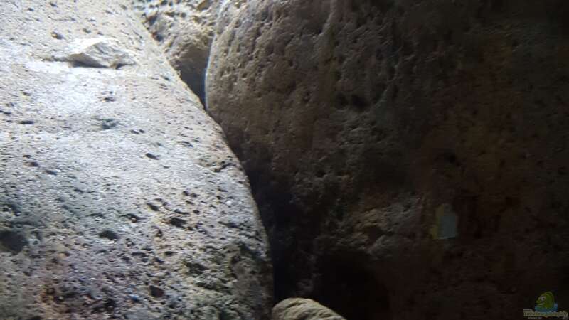 Dekoration im Aquarium 540 l Malawi Rock von Mel (23)