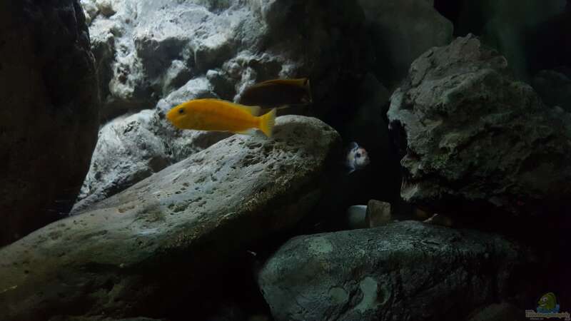 Dekoration im Aquarium 540 l Malawi Rock von Mel (24)