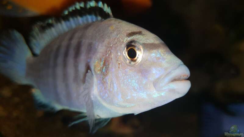 labidochromis caeruleus white  von Mel (44)