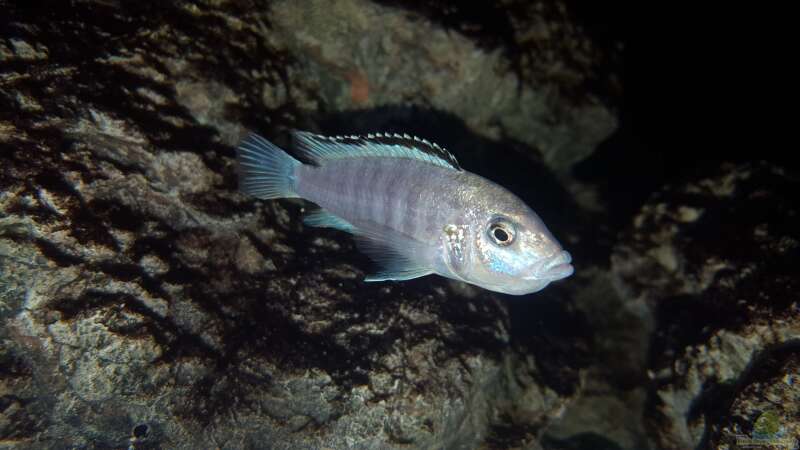 labidochromis caeruleus white nkhata bay Weibchen (Maul voll) von Mel (73)