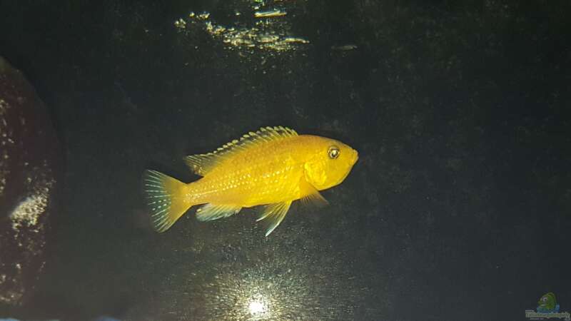 labidochromis caeruleus yellow Weibchen (Maul voll) von Mel (74)