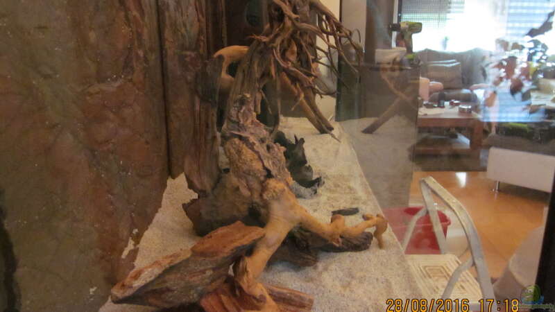 Seiteneinsicht,man sieht das versteinerte Holz das mittlerweile das Aquarium wieder von Ottche (25)