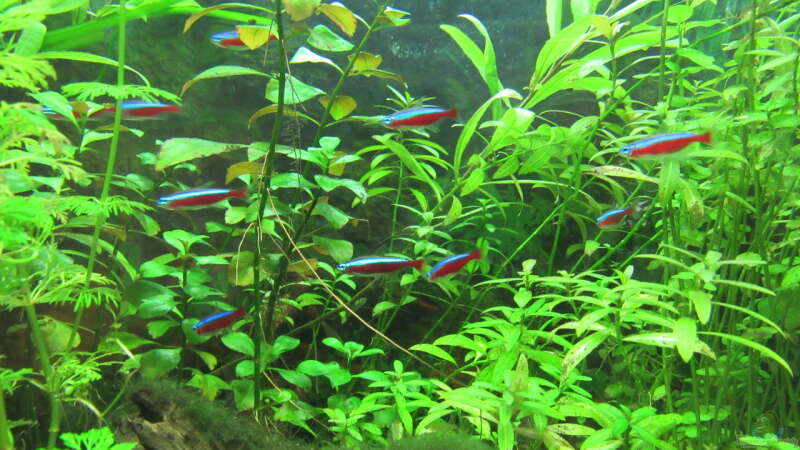 Rote Neons von Tigerlotus (58)