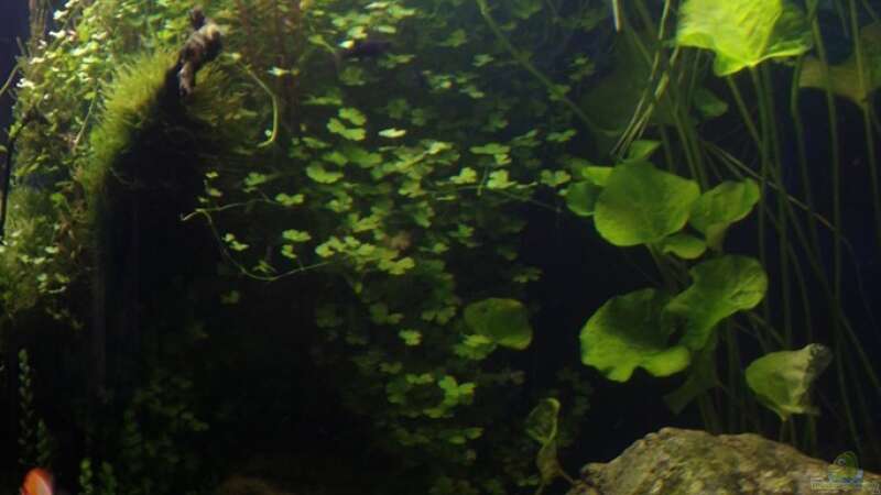 Aquarien mit Nymphoides spec. ´Taiwan´  - Nymphoides-taiwanaquarium