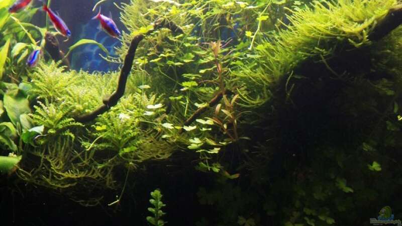 Pflanzen im Aquarium Outta Jungle(aufgelöst) von Der Nicky (43)