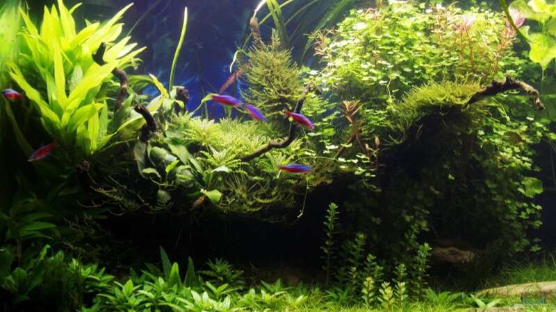 Pflanzen im Aquarium Outta Jungle(aufgelöst) von Der Nicky (45)