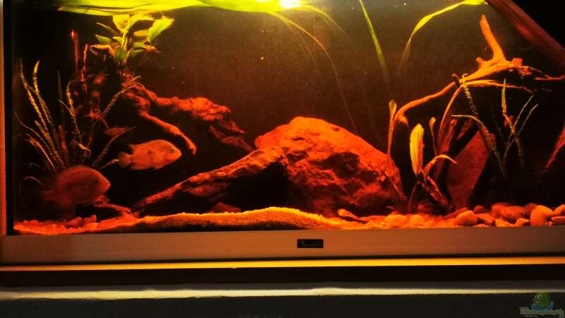 Amatitlania myrnae im Aquarium halten (Einrichtungsbeispiele für Topas-Buntbarsch)