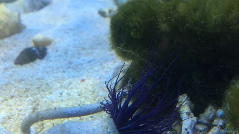 Pflanzen im Aquarium Meerwasser die zweite von Peter Tippmar (3)