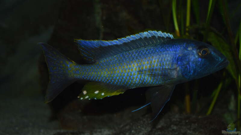Aquarien mit Buccochromis spectabilis  - Buccochromis-spectabilisaquarium