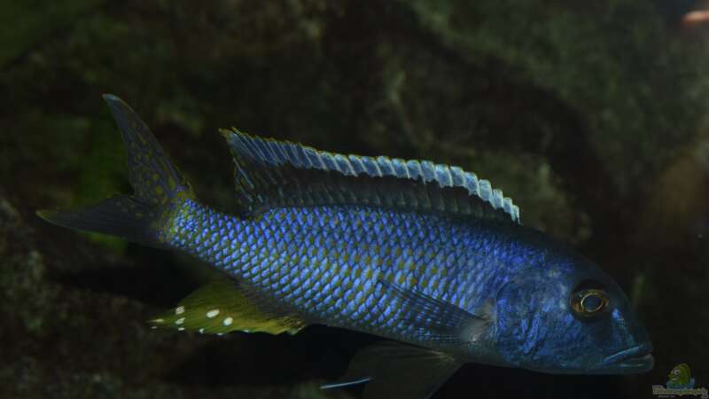 Aquarien mit Buccochromis spectabilis