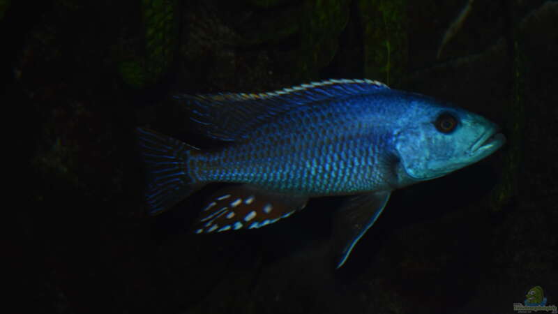 Nimbochromis fuscotaeniatus  von Matze0815 (21)