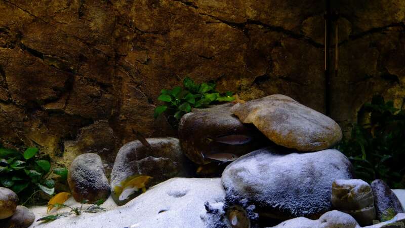 Aquarium Tanganjikatümpel 2.0 von axolotl (3)