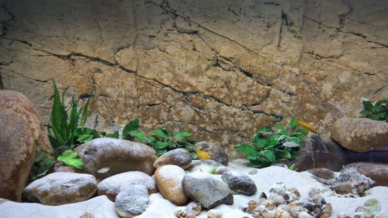 Aquarium Tanganjikatümpel 2.0 von axolotl (7)