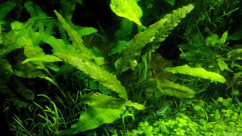 Pflanzen im Aquarium Dschungellichtung von Scaper (10)