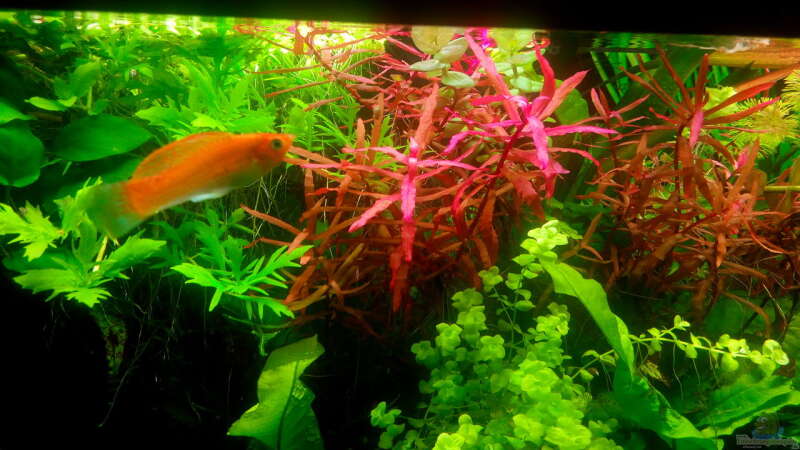 Pflanzen im Aquarium Dschungellichtung von Scaper (3)