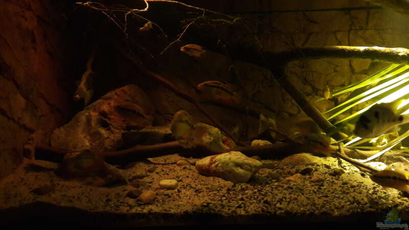 Aquarium Central Park von Leo-FAN (14)