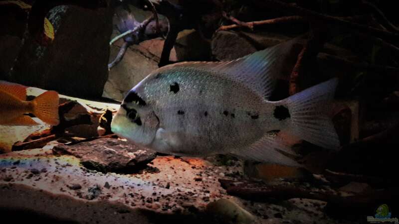 Besatz im Aquarium Central Park von Leo-FAN (57)