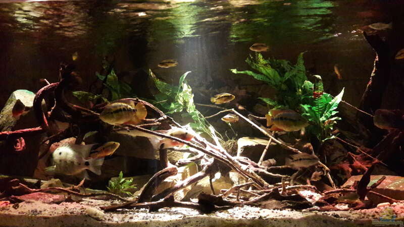 Besatz im Aquarium Central Park von Leo-FAN (60)