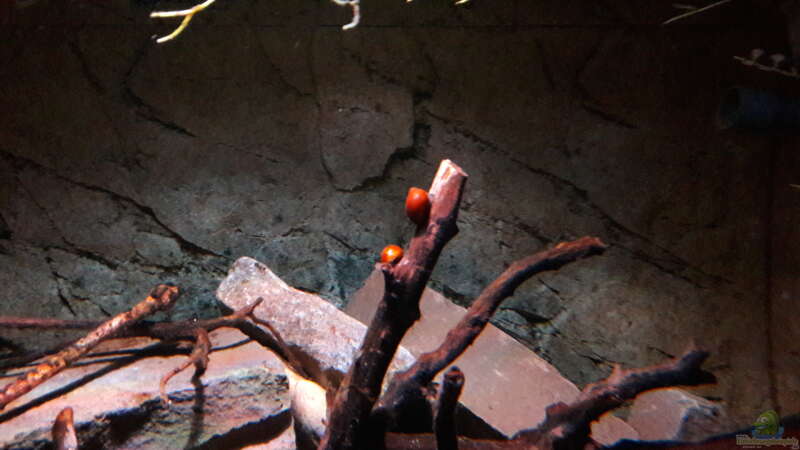 Besatz im Aquarium Central Park von Leo-FAN (86)