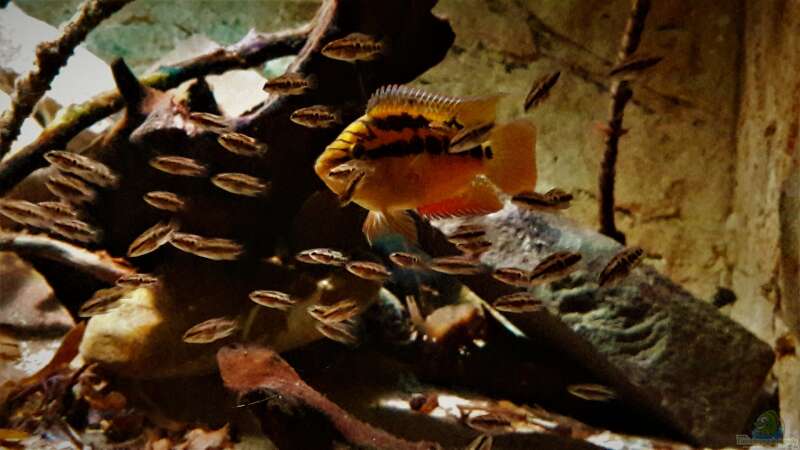 Besatz im Aquarium Central Park von Leo-FAN (91)