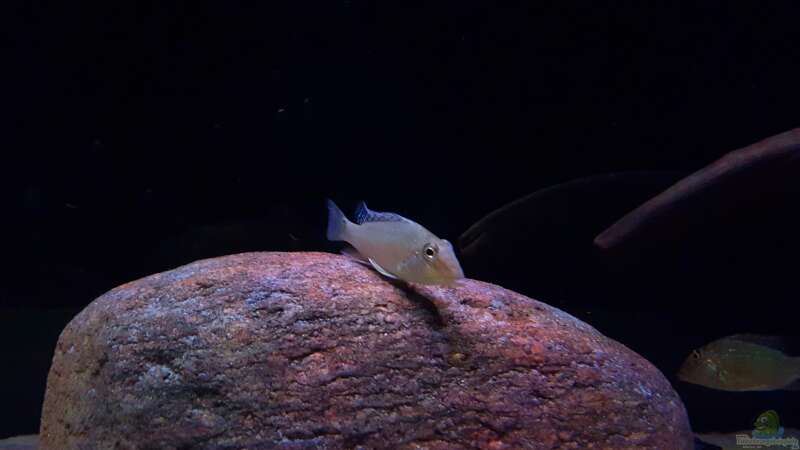 Satanoperca rhynchitis im Aquarium halten (Einrichtungsbeispiele für Satanoperca rhynchitis)  - Satanoperca-rhynchitisaquarium