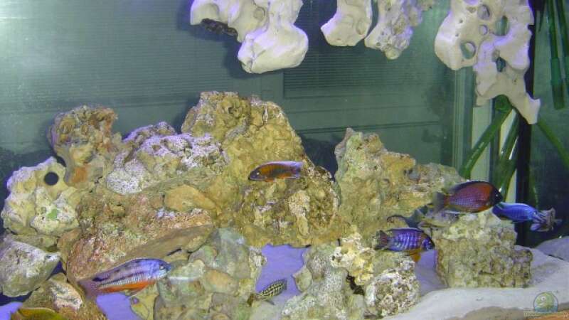 Dekoration im Aquarium Becken 333 von Hans-Michael Deetz (6)