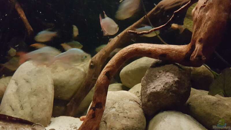 Besatz im Aquarium Rio Negro em Suíça von southheart (31)