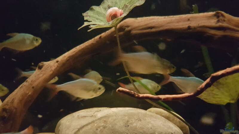 Besatz im Aquarium Rio Negro em Suíça von southheart (33)