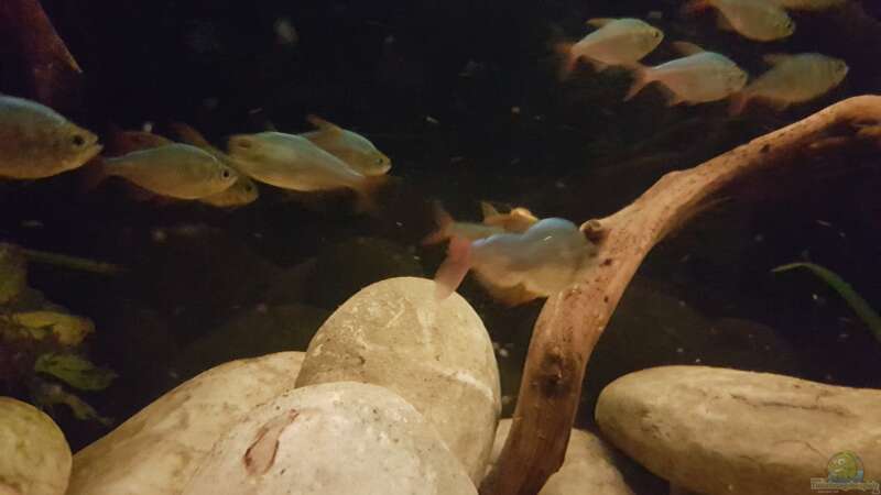 Besatz im Aquarium Rio Negro em Suíça von southheart (34)