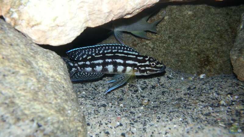 Julidochromis marlieri Magara von Bitman (18)