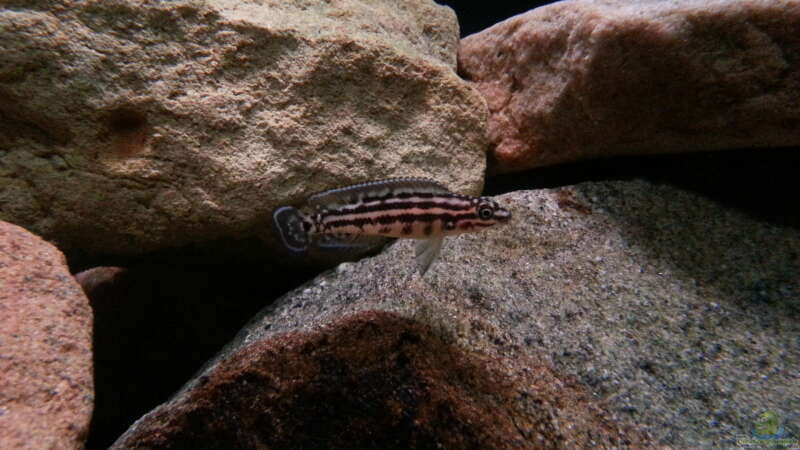 Julidochromis marlieri Magara von Bitman (20)