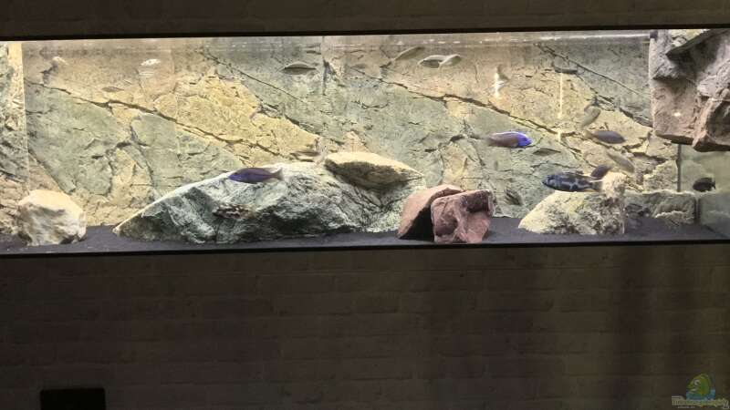 Aquarium Predators von Manni (4)