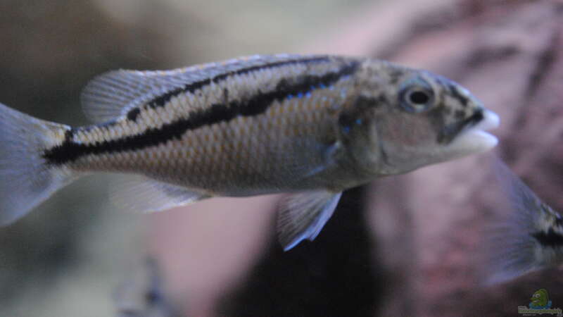Aristochromis Christyi (nicht mehr im Becken) von Manni (28)