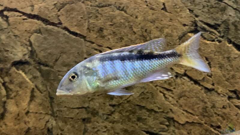 Buccochromis rhoadesii von Manni (16)