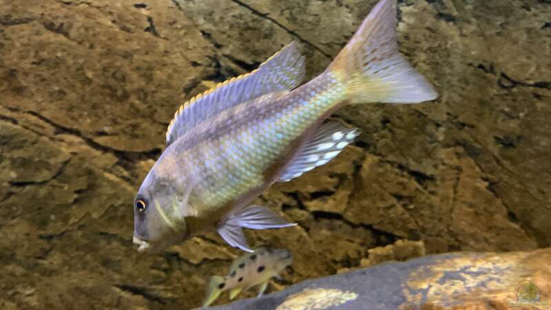 Buccochromis rhoadesii von Manni (21)