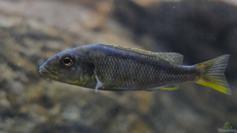 Buccochromis rhoadesii von Manni (33)