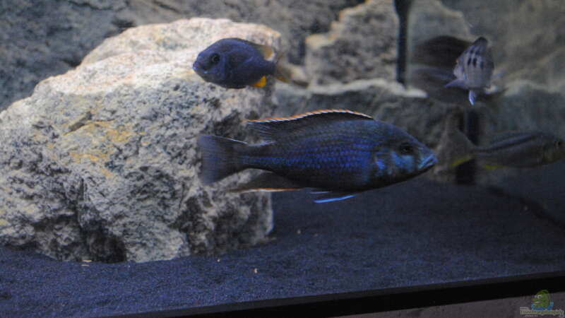 Nimbochromis Livingstonii von Manni (32)
