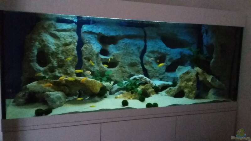 Aquarium Mbuna-Becken von B.R. (4)