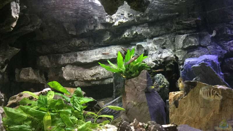 Aquarium Tanganjika Cavern von Steffi66 (6)