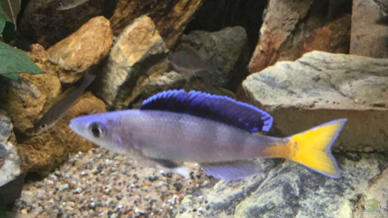 Cyprichromis Leptosoma blue flash Isanga  von Steffi66 (38)