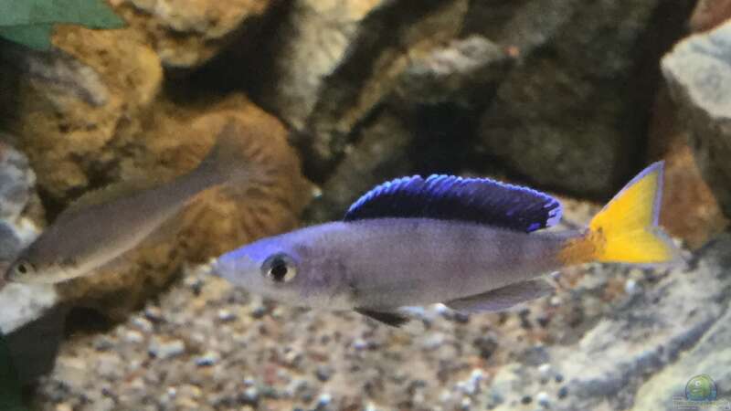 Cyprichromis Leptosoma blue flash Isanga  von Steffi66 (39)