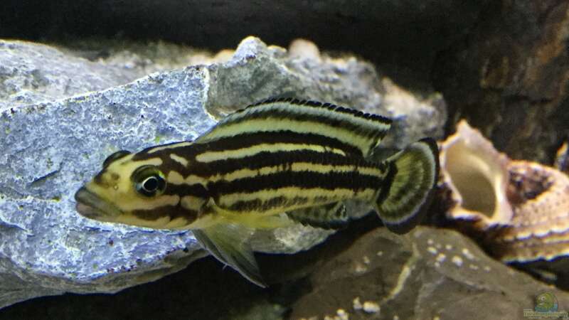 Julidochromis regani  von Steffi66 (49)