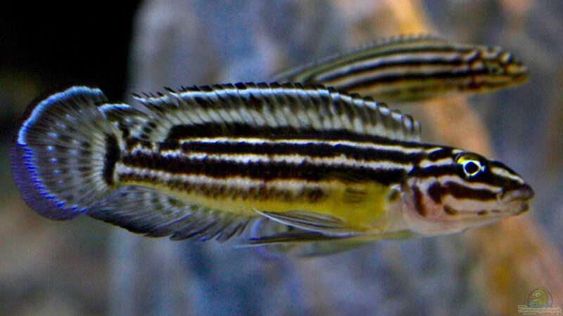 Julidochromis regani  von Steffi66 (50)