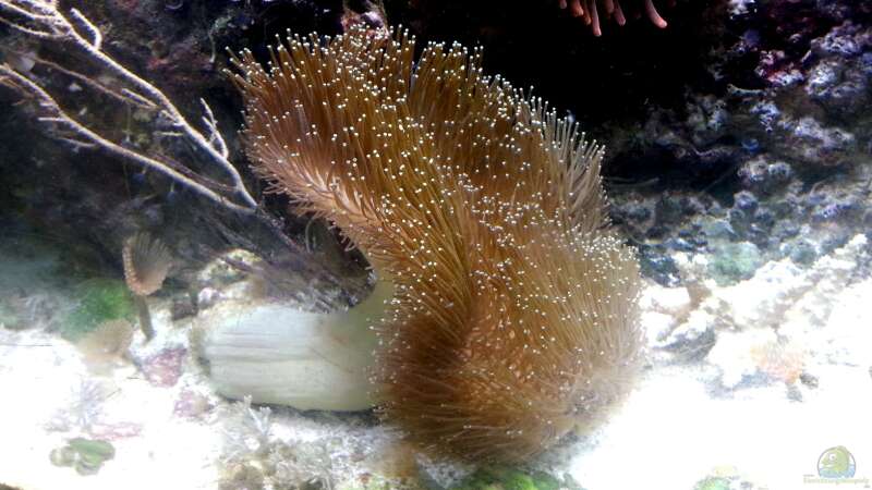Besatz im Aquarium Mein kleines Riff von Frank Ulbricht (20)