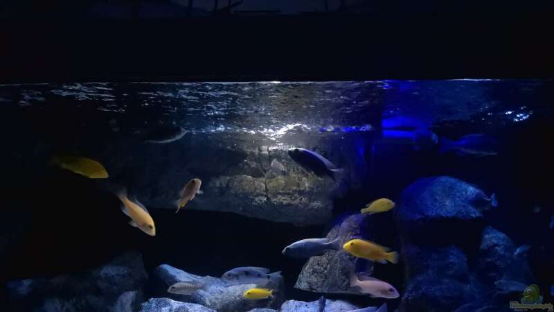 Aquarium Becken 33432 von Armin Lange (5)