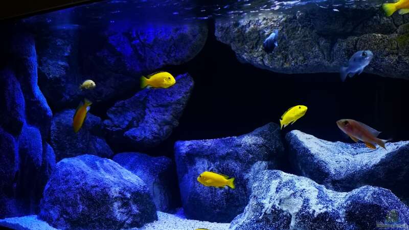 Aquarium Becken 33432 von Armin Lange (6)