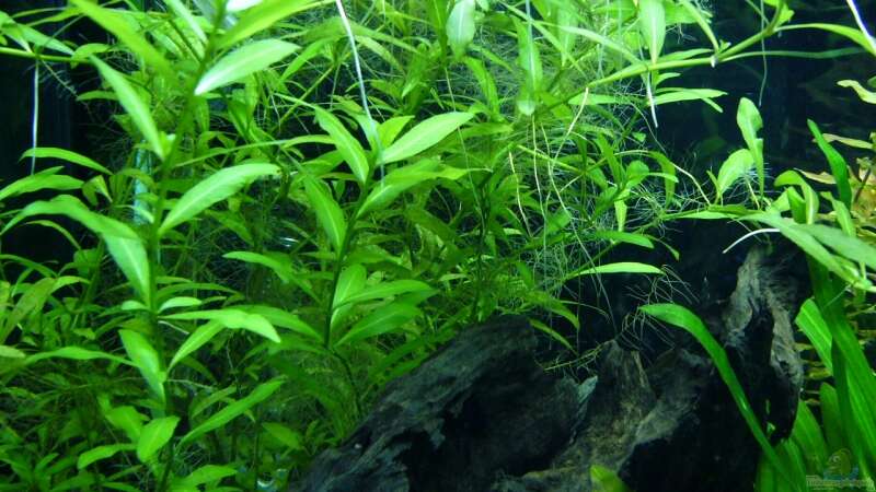 Pflanzen im Aquarium Becken 3345 von Micha WB (9)