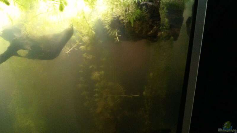 Das Aquarium nach der Dunkelkur und einen Aufguss aus Walderde von AquaTobi90 (13)